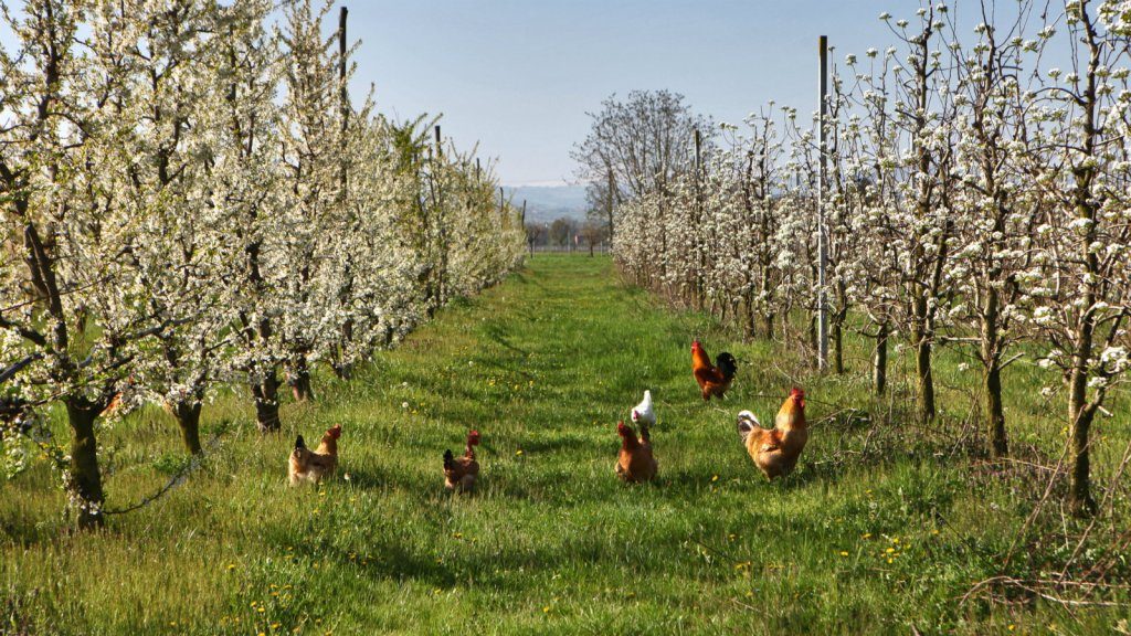 The chickens for cover crops committee. David Silverman/Getty Images
