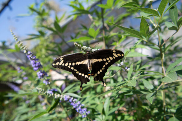 Butterfly Pavilion at SB Museum of Natural History Opens Memorial Day Weekend