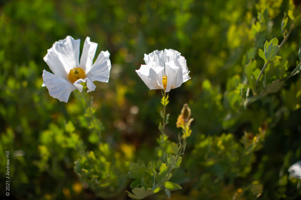 Santa Ynez Chumash Tribal Nursery © J Andrew Hill