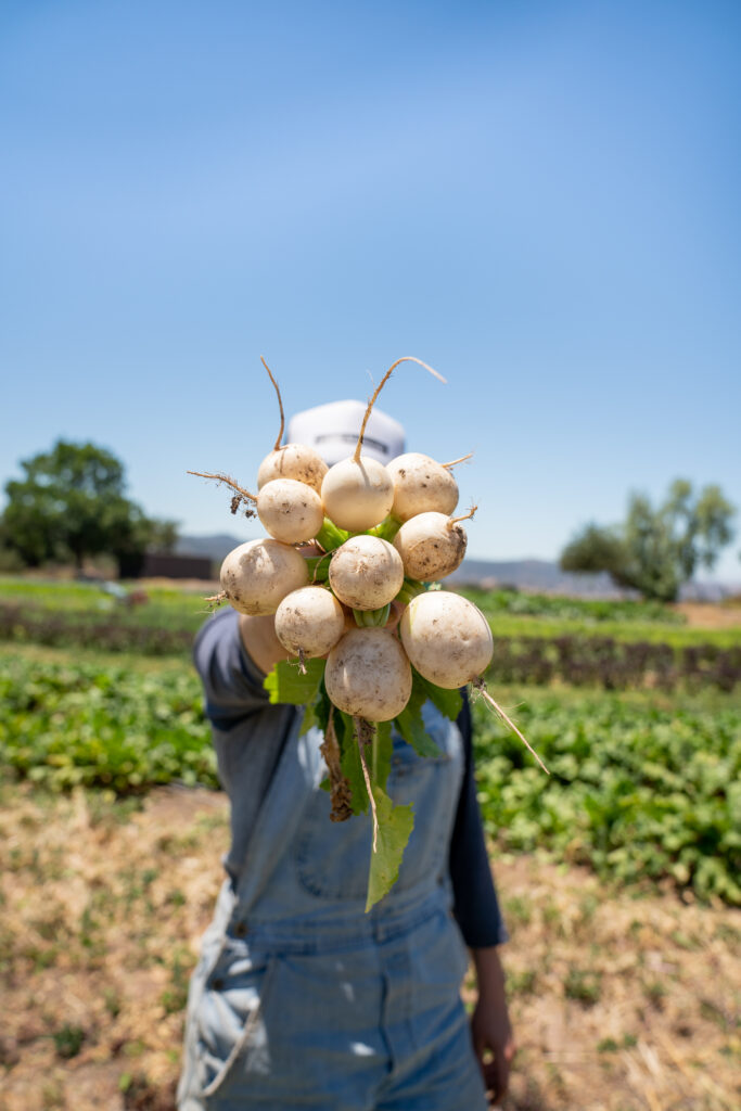 Photo courtesy Elder Flat Farm