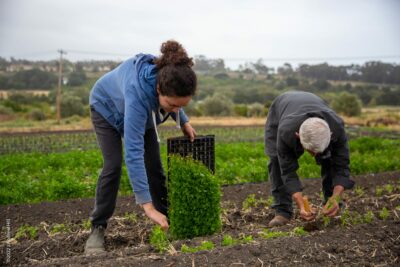 Mike Iñiguez shares planting techniques with protege Niloofar Borojerdian as they move down the row.