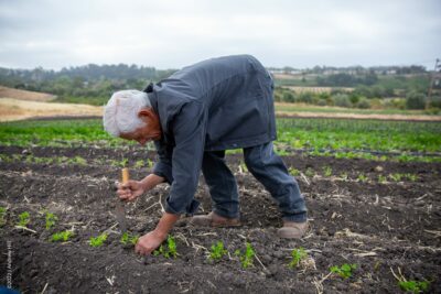 Farmer Mike Iñiguez efficiently works his way down a row, planing individual parsley seedlings.