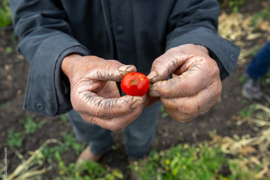 Mike Iñiguez shares the story behind an heirloom cherry tomato. Ebby's Farm, Santa Barbara, CA.