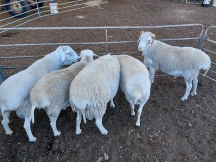 40 dorper cross lambs/ewes for sale